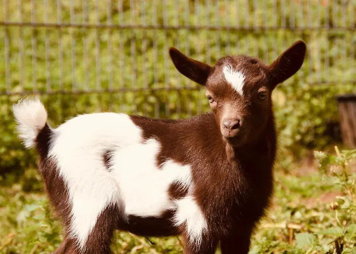 Nyaraló Cottage Osterrade