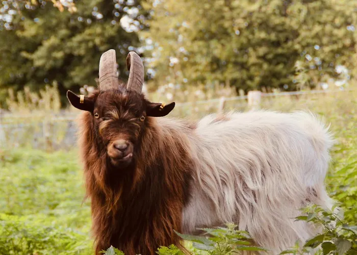 Nyaraló Cottage Osterrade